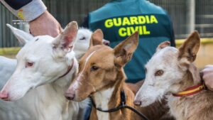 Lee más sobre el artículo La Guardia Civil desarticula una organización dedicada al robo y venta de perros de caza