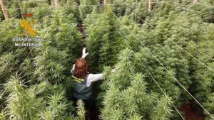 Lee más sobre el artículo La Guardia Civil interviene 125.000 plantas de cannabis en ocho plantaciones de cáñamo y detiene a seis personas