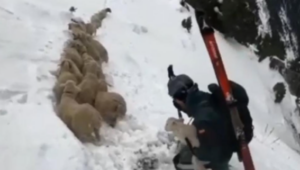 Lee más sobre el artículo Agentes de Montaña de la Guardia Civil rescatan a un rebaño de ovejas atrapadas en la nieve a 2.300 metros de altura