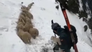 Agentes de Montaña de la Guardia Civil rescatan a un rebaño de ovejas atrapadas en la nieve a 2.300 metros de altura